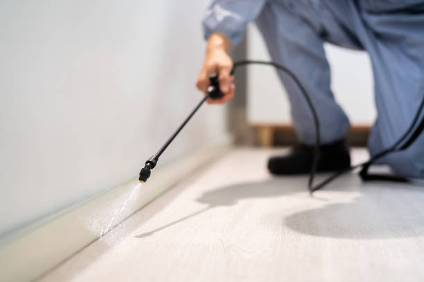 Licensed Ant Control service in Campti, LA - Show Me Pest Control