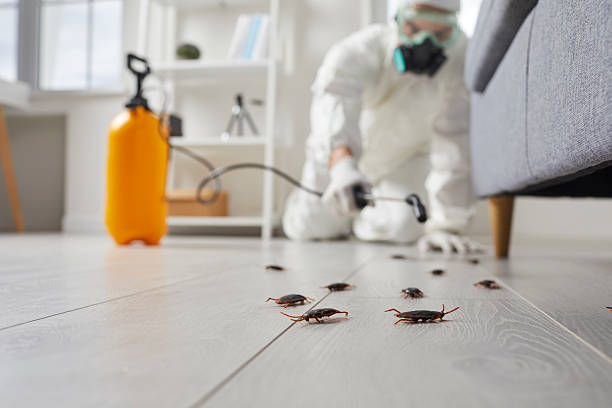 Affordable Ant Control solutions in Campti, LA